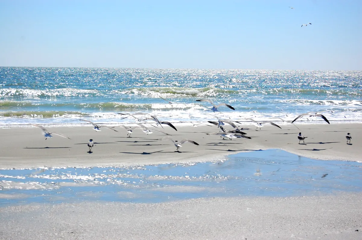 A flock of birds soars above gentle ocean waves along a quiet sandy beach, with the water reflecting soft winter light. The beach is largely empty, emphasizing the peace and serenity of the off-season atmosphere.